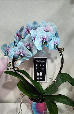 Plantas preciosas como orquídeas, bromelias, calas, ponsetias