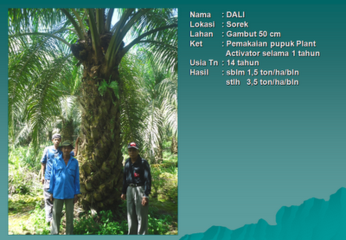 Kesaksian Pupuk Plant Activator Pada Tanaman Sawit daerah Sorek   Riau