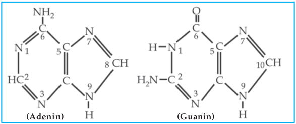 Rumus bangun Purin