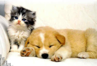 A yellow cute puppy and a black and white cute cat are lying on a Sofa 