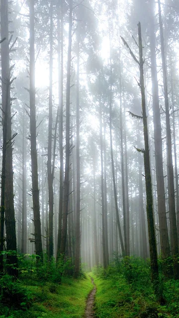 Paisagem Nevoeiro na Floresta