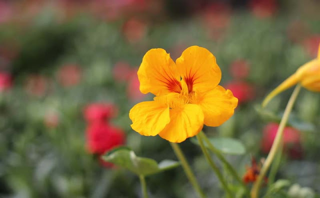 Nasturtium Flowers Pictures