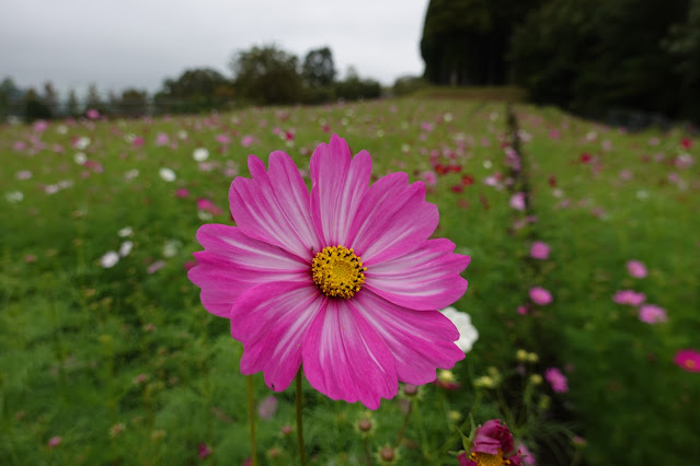 鳥取県西伯郡南部町鶴田　とっとり花回廊　秘密の花園