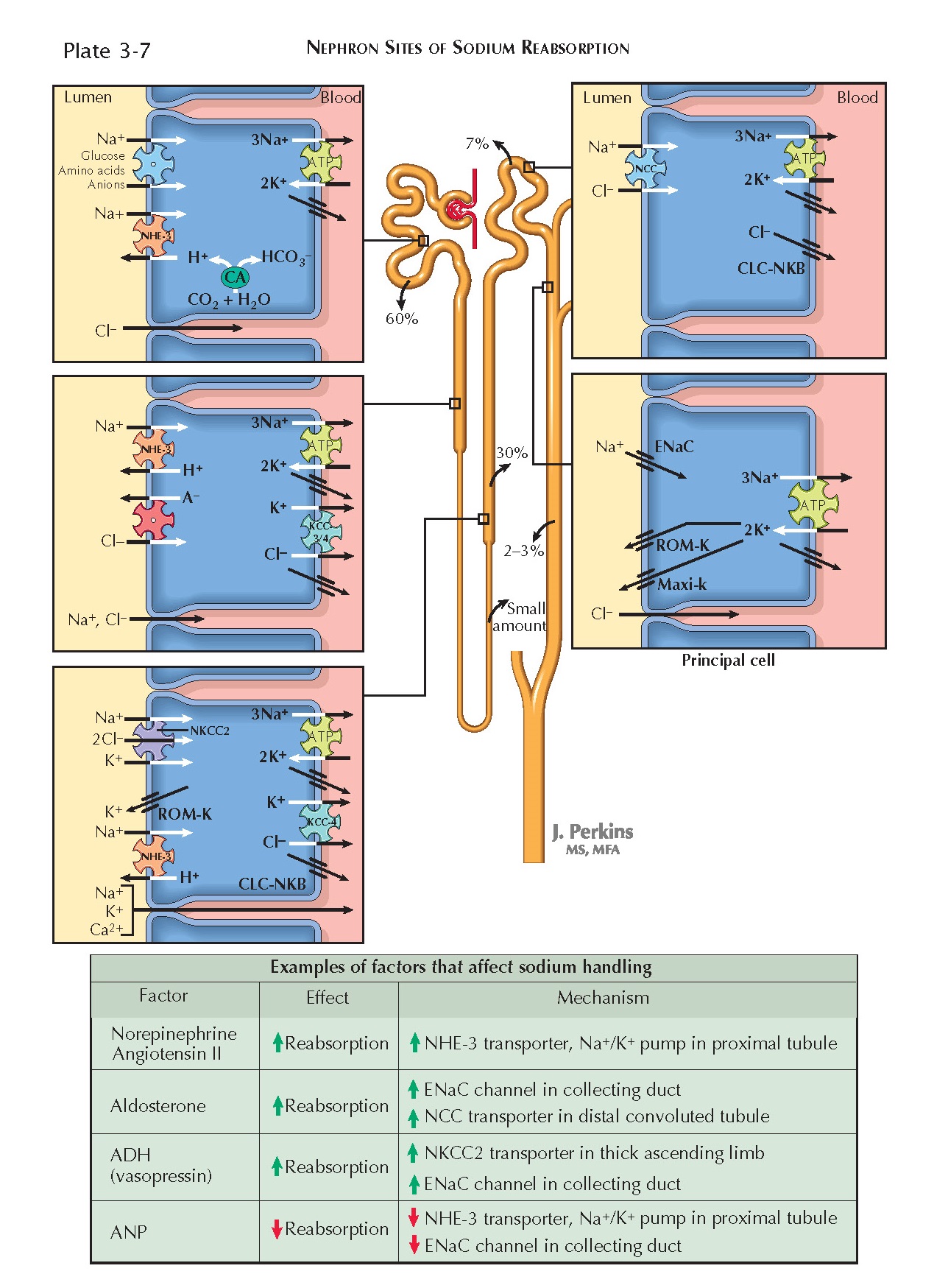 NEPHRON SITES OF SODIUM REABSORPTION