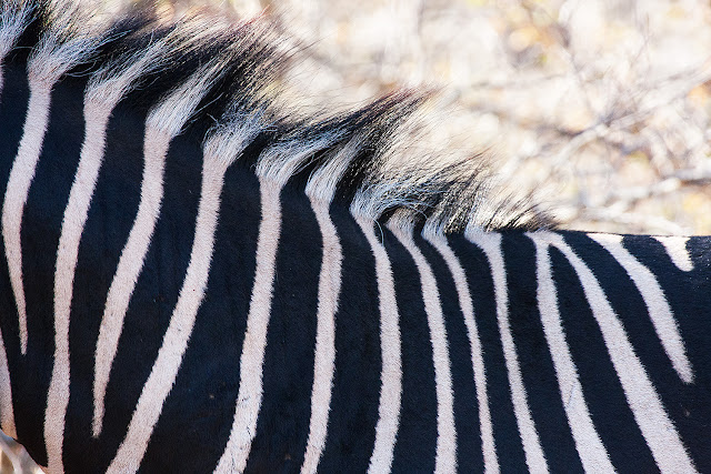 zebra   kruger safari sud africa 