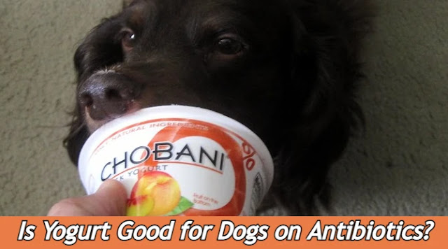 is-yogurt-good-for-dogs-on-antibiotics