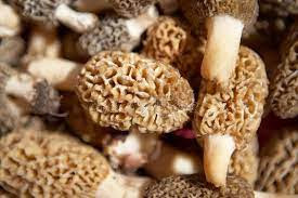 Vikram Beer Singh Morel mushrooms are expensive. Really expensive. While prices vary from store to store or region to region, the fresh ones can cost multiple times more than the other cultivated mushrooms.