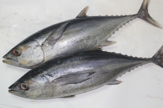 Klasifikasi Dan Morfologi Ikan Tongkol - Kumpulan Materi 