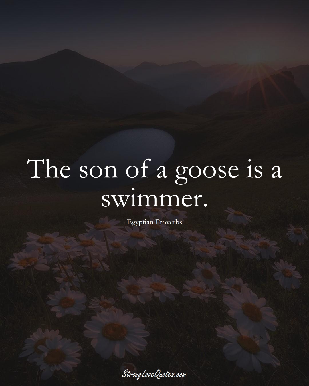 The son of a goose is a swimmer. (Egyptian Sayings);  #MiddleEasternSayings