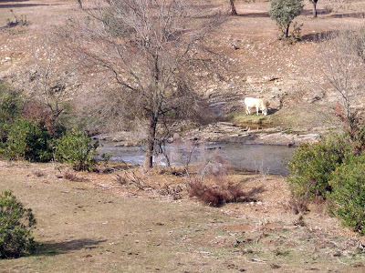 Vaca en Despeñaperros