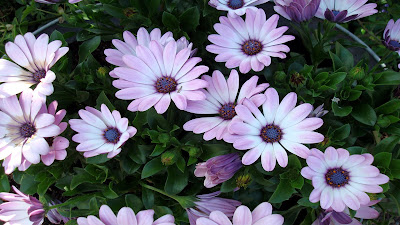Beautiful flowers, Spring download free wallpapers for HD desktop