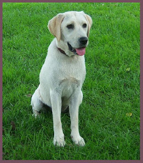 white labrador retriever dog pictures