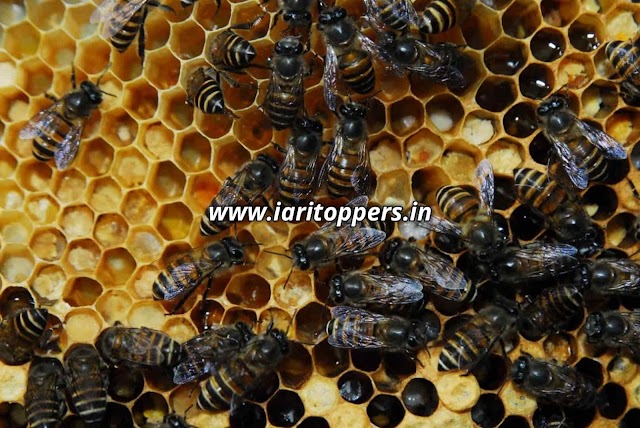 New species of honey bee spotted after 200 years in Western Ghats of India