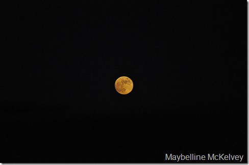 DSC_1633_4541