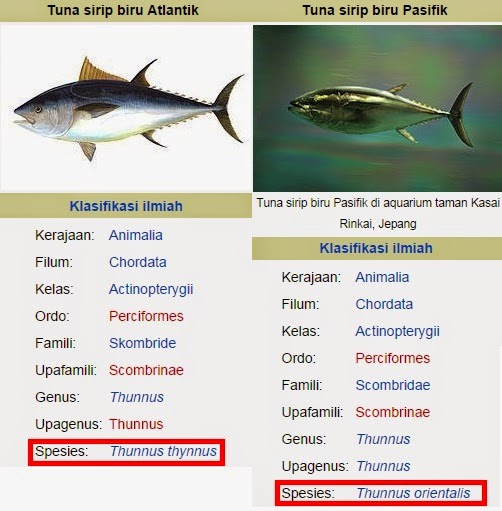  Ya siapa yang tidak kenal dengan ikan yang satu ini Begini Mengenal Jenis Ikan Tuna