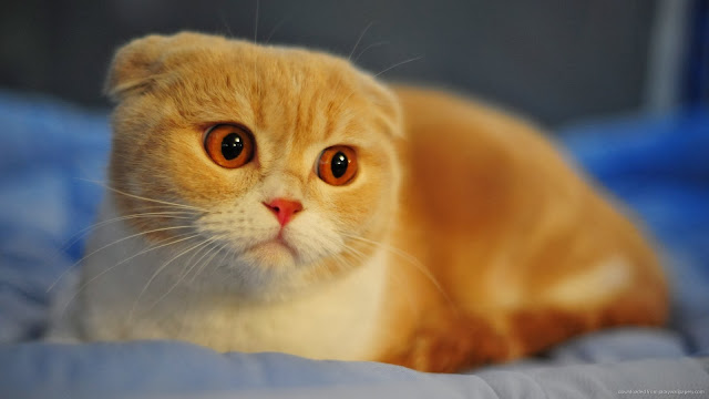 Scottish fold