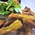 Recette : frites d’aubergines panés (Recipe: breaded aubergine fries)