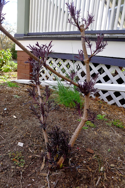 Pruning Black Lace Elderberries