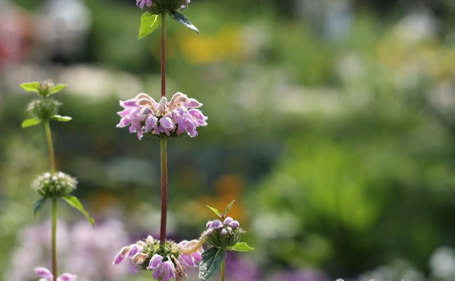 Jerusalem Sage Flowers