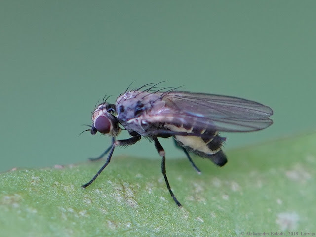 Phytobia lateralis