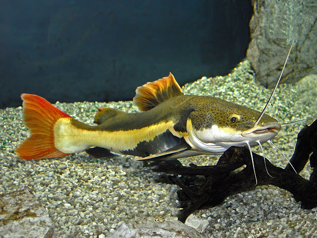 Dunia Ikan Hias -Red Tail Catfish