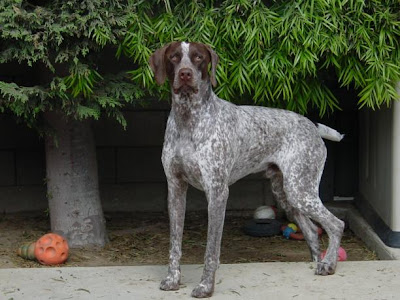 German Shorthaired Pointer