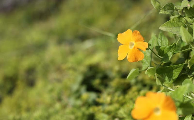 Black-Eyed Susan Vine Flowers Pictures