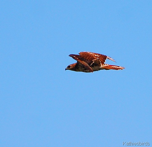 25. red-tailed hawk-kab