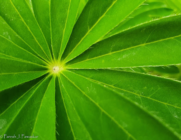 Leaf pattern