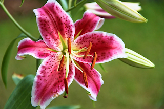 https://pixabay.com/id/bunga-bakung-liliaceae-merah-putih-3542983/