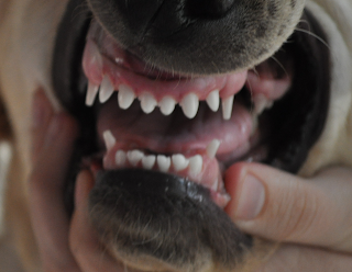 close up of Bob's teeth, all his front teeth are now big and white - his canines are still tiny and not as white. all of his big front teeth are about the same size as his tiny canines