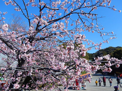  鶴岡八幡宮の春と桜