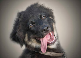 adorable dog pictures, beautiful dog with his tongue out