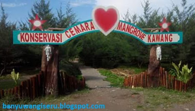 Pantai Cemara Cinta dan Pantai Magrove Kawang Muncar Banyuwangi Seru