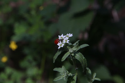 ladybug on hoary alyssum