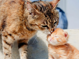 Mengapa induk kucing membunuh anaknya sendiri