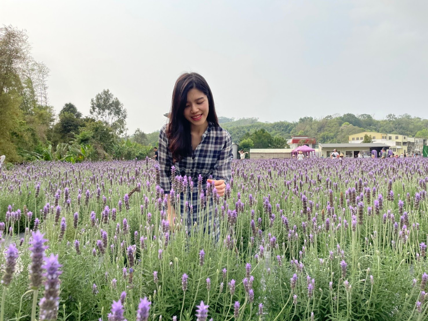 苗栗頭屋景點 薰衣草花海 葛瑞絲香草田 玫瑰 浪漫約會、網美打卡