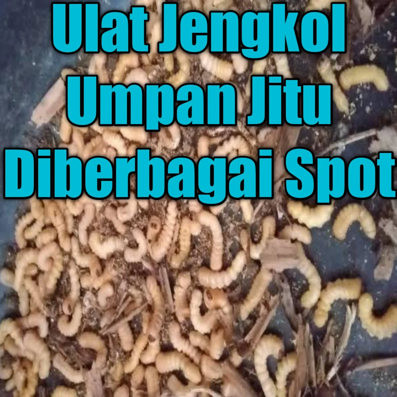 Ulat Jengkol Umpan Mancing Ikan Jitu Banget - Salah satu pakan ikan yang ini termasuk ganas untuk ikan-ikan liar seperti sungai, danau dan rawa selain itu tergolong hampir semua ikan