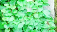 Tanaman Obat Keluarga Untuk Paud : Anak Anak Yuk Belajar Mengenal 4 Jenis Tanaman Halaman All Kompas Com / Tanaman obat keluarga juga dapat berfungsi sebgai taman atau kebun untuk menghias halaman setiap kampung.