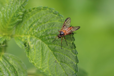 Ongevlekte Snipvlieg - - Rhagio immaculatus