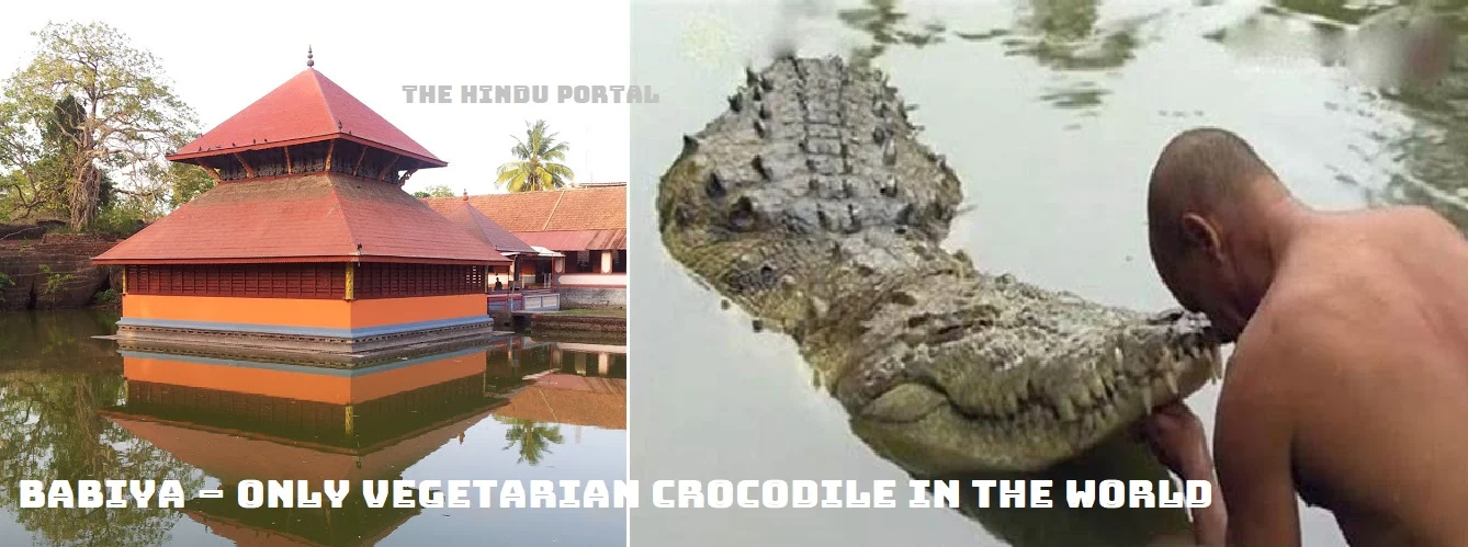 Babiya – Only Vegetarian Crocodile in the World