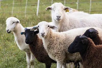 भेड़ पालन व्यवसाय क्या है - What is Sheep Farming bussiness guide