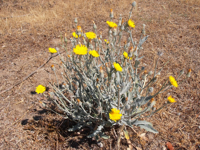 ajonjera-andryala-ragusina