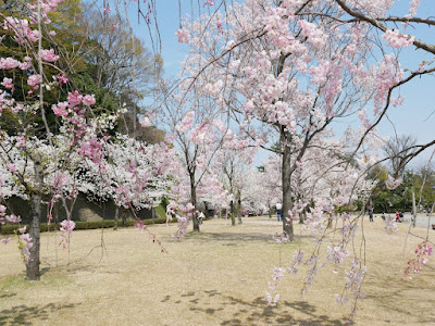 金沢城址公園 お花見