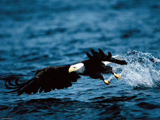 Bald Eagle Wallpapers