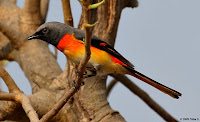 burung mantenan kecil