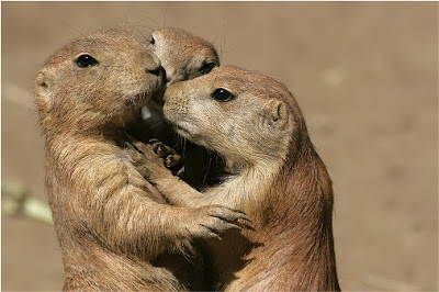 Tiernas y divertidas fotos de amistad entre animales 