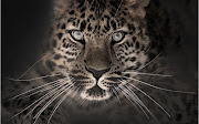 Eye of the Leopard. Posted by at 8:44 AM · Email ThisBlogThis! (leopard walpaper)