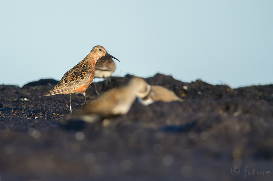 Kõvernokk-rüdi, Calidris ferruginea, Curlew Sandpiper, Erolia testacea, risla