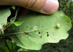 Popular oak leaf on Hayes Common.  18 September 2011.